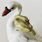 Meissen group of swans - image 2