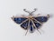 Victorian Sapphire and Diamond Butterfly Brooch  DBGEMS - image 2