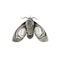 Silver and Niello Cicada  Brooch - image 3
