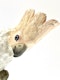 Meissen cockatoo - image 5