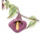 Moira Ruby, Diamond, Silver And Gold Calla Lily Necklace - image 2