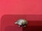 A Silver Hedgehog Pin Cushion - image 3