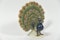 Meissen peacock - image 2