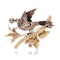 Victorian 18kt yellow and pink gold and silver bird brooch - image 9