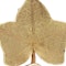 Cartier 18kt gold textured leaf brooch - image 2