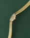 IWC 18k Yellow Gold Ladies Cocktail Watch - image 4