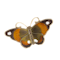 A Brown Orange White Butterfly by David Andersen - image 1